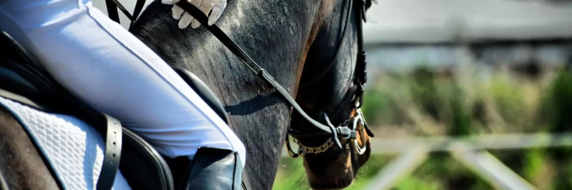 Horse riding in Benahavís countryside near the Costa del Sol
