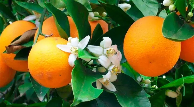 Sevilla oranges — a classic Andalusian icon