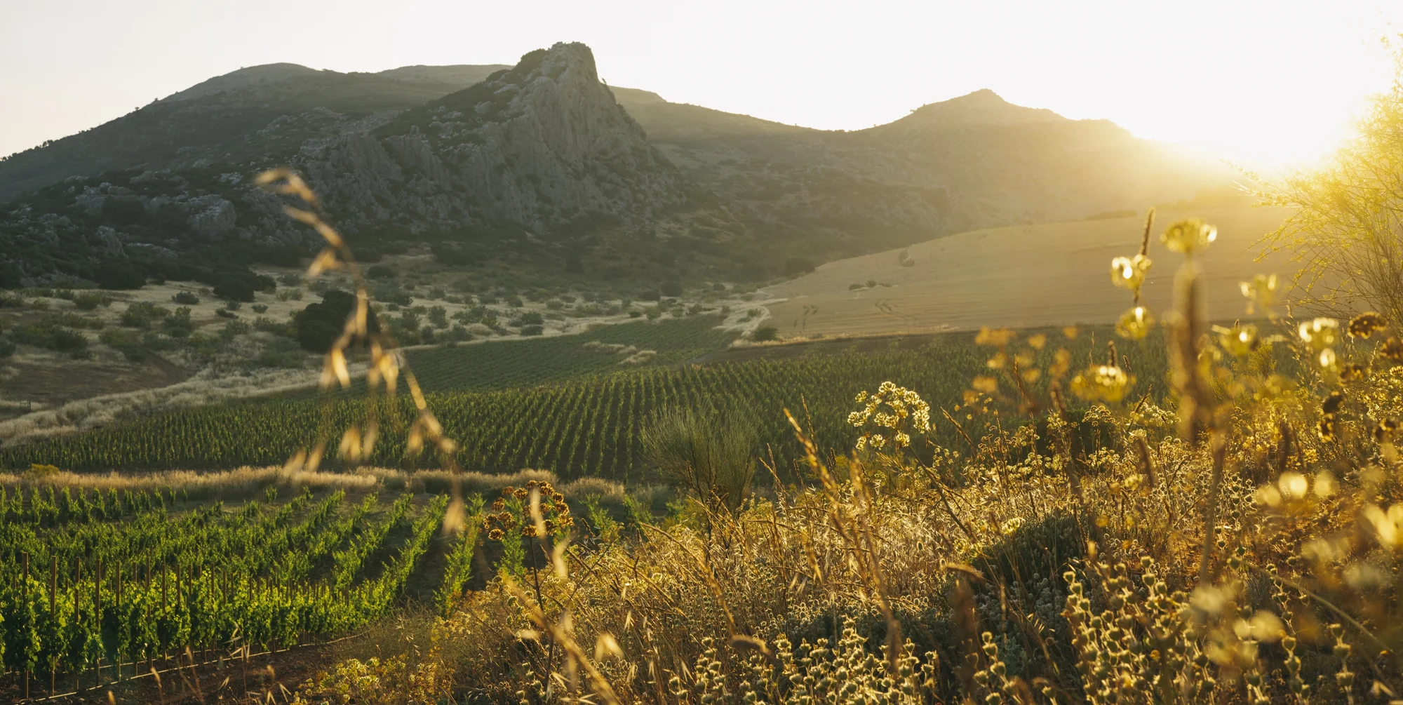 Vineyards near Ronda in Málaga province
