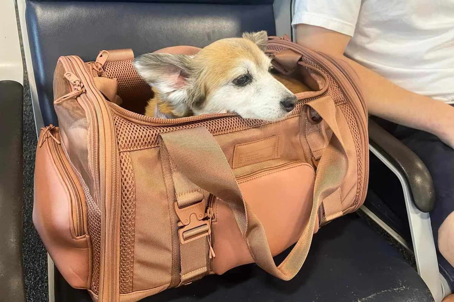 Dog in pet carrier on airplane to Spain