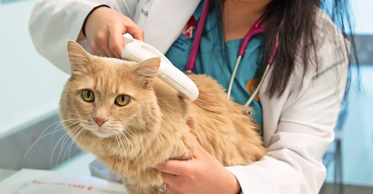 Veterinarian scanning a cat's microchip with handheld scanner