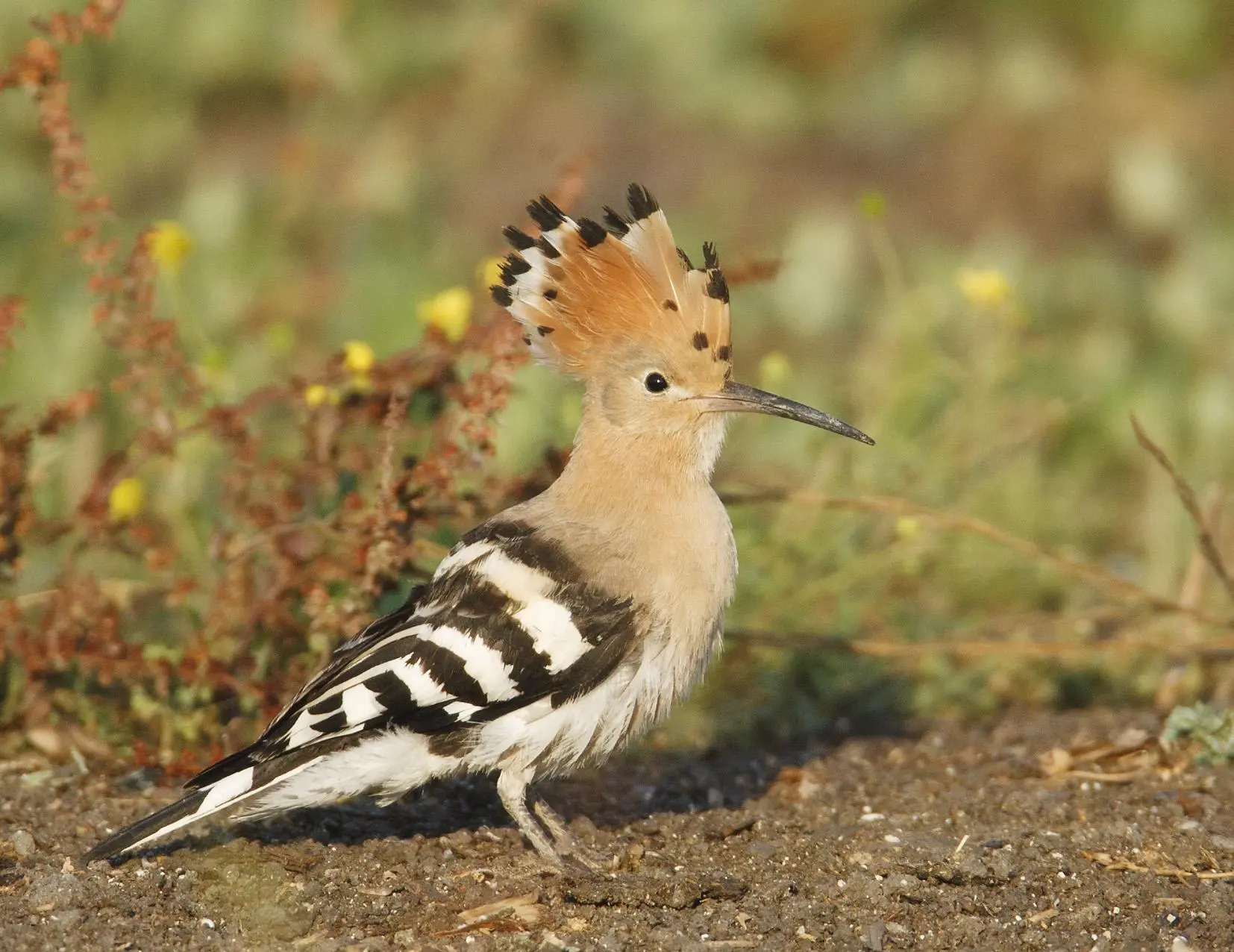 Bird watching in Benahavis with mountain views and raptors above the Costa del Sol