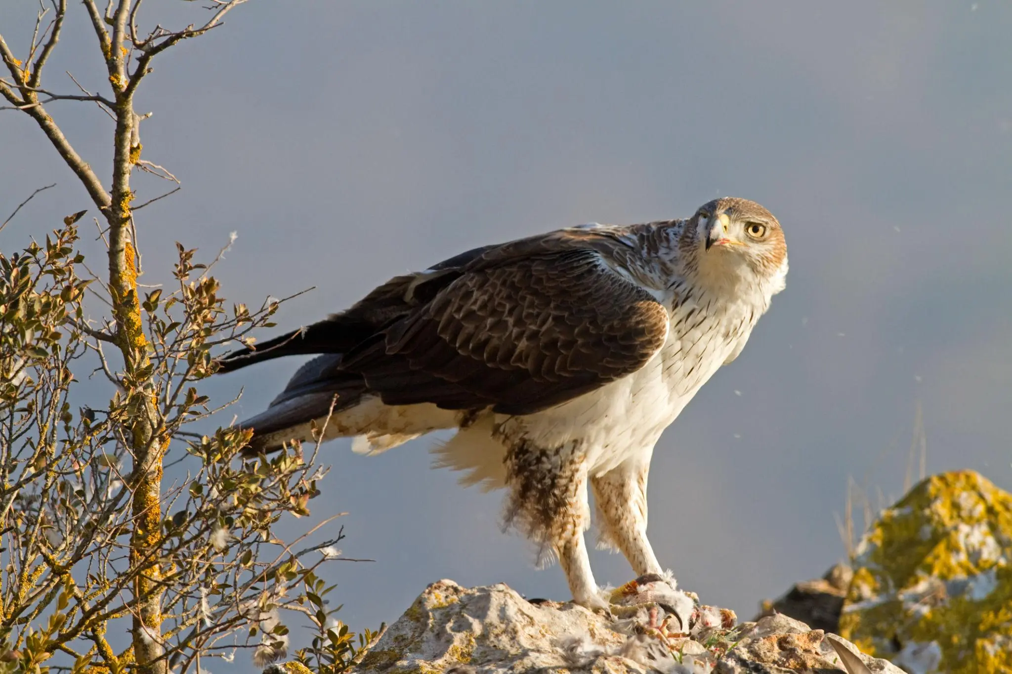 Mountain landscape near Benahavis ideal for bird watching and raptor spotting