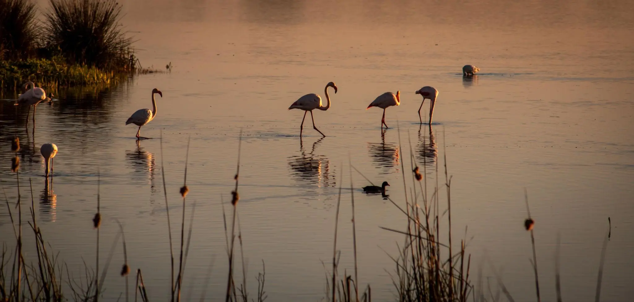 Wetland and reservoir birdlife within reach of Benahavis and Marbella