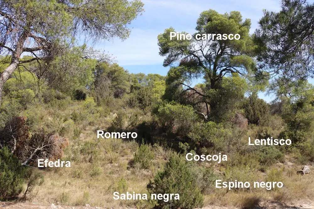 Mediterranean trees and greenery in the hills of Benahavís