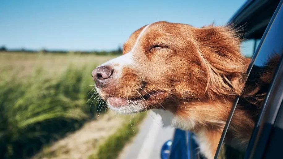Travelling with pets between Spain and the UK by car