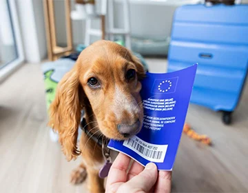 Pet passport and dog travel preparation for Spain